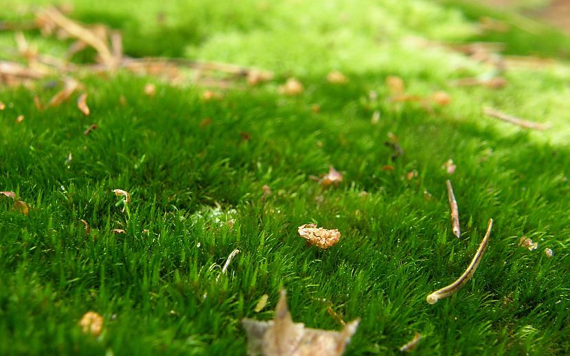  Autors: Gufija Ultra Mixed Wallpapers 9 daļa
