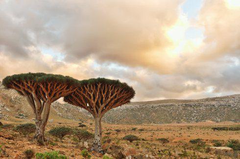 14 Socotras sala Jemena... Autors: The Diāna 25 vietas pasaulē, kurās cilvēkiem nevajadzētu dzīvot