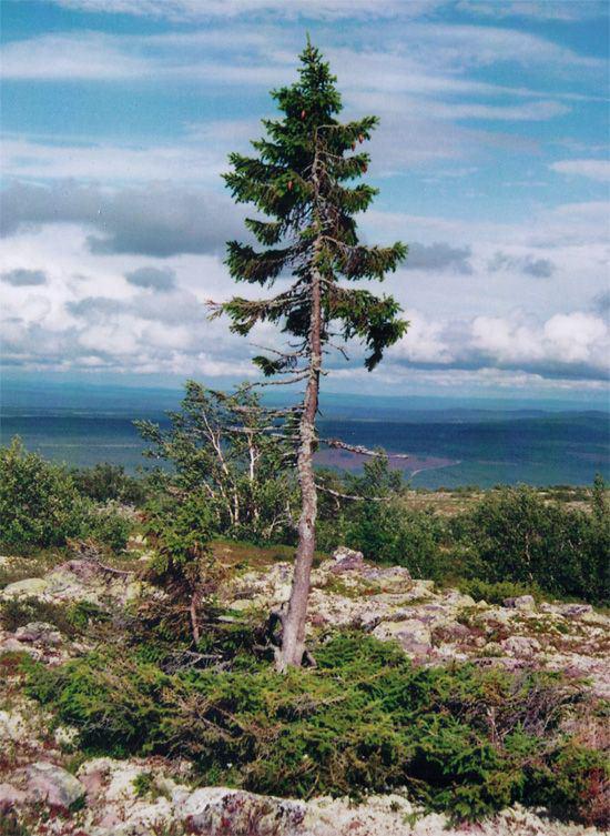 Senākais zināmais koks ndash... Autors: elv1js Pasaules vecākie!