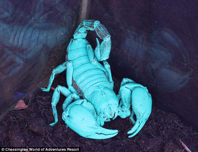 Kad skorpionu apspīd... Autors: Raacens 18 Pārsteidzoši fakti!