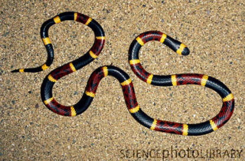 Koraļļčūska Coral snake ir... Autors: The Diāna Daiļie slepkavas