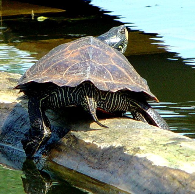 Bruņurupucis spēj elpot caur... Autors: kriska14 9 wtf!? fakti