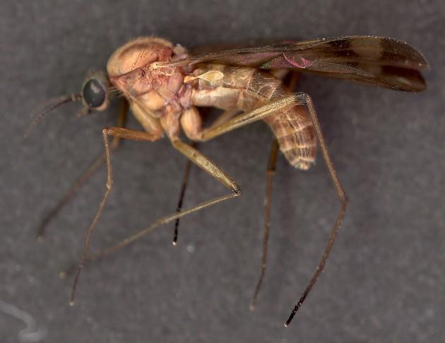 malārijas ods Autors: SL1EKA 15 zvēri un nezvēri ar neparastām spējām!