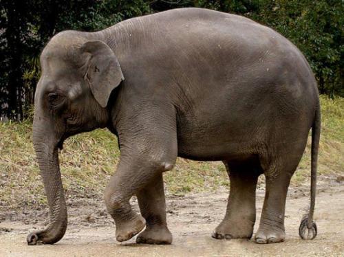 Āzijas zilonis Autors: SL1EKA 15 zvēri un nezvēri ar neparastām spējām!