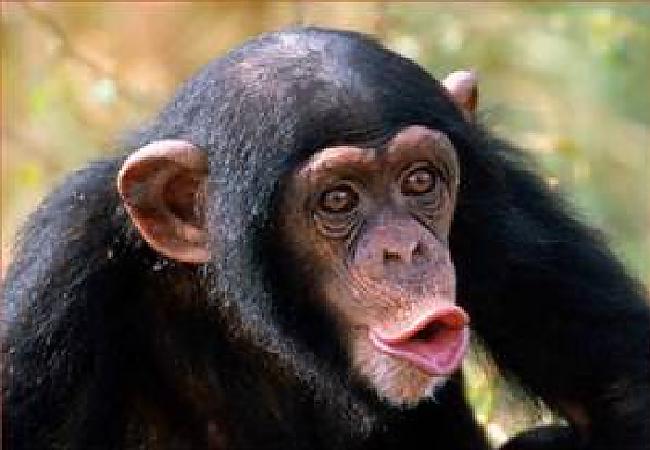 Scaronimpanzes ir vienīgais... Autors: Owl Star Dažādi fakti.