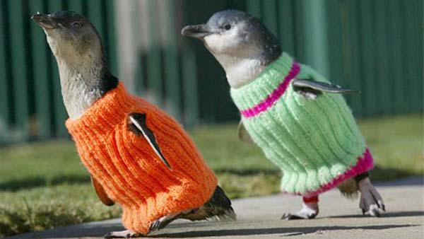 Divi pingvīnu mazuļi ietērpti... Autors: Ermakk 10 Fotogrāfijas.