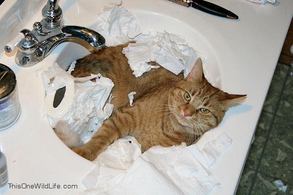 Tualetes papirs arī ir viņu... Autors: hagisons112 Kāpēc kaķi ir slikti?