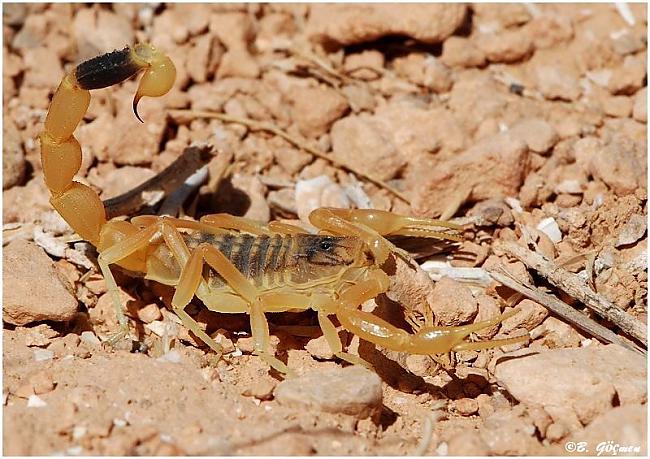 Nāves stiebrāju skorpionsTas... Autors: SirdsDziesma Nāvīga satikšanās:Pasaulē indīgākie dzīvnieki