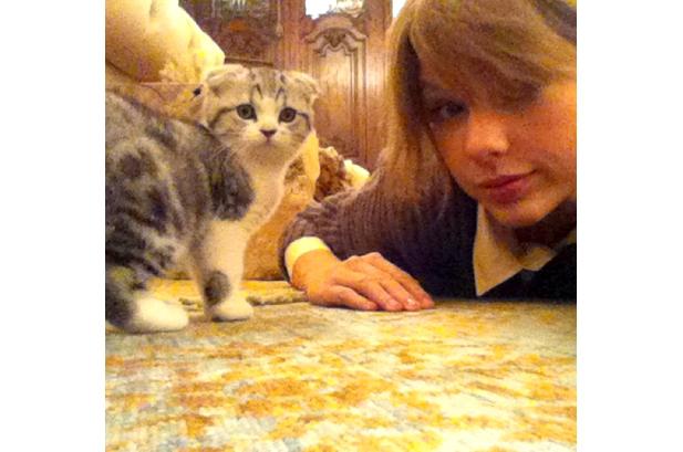 Taylor Swiftkaķēns Meredith Autors: Woii Slavenību Mājdzīvnieki