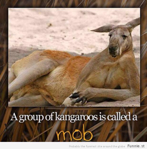Pastāv ķenguru suga vārdā Mob Autors: jackvill Fakti +20