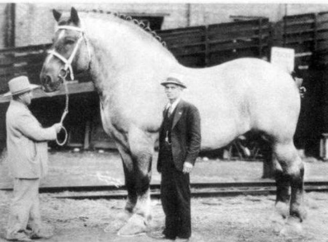 Lielākais zirgs pasaulē 1928 Autors: Fosilija Reti kadri.