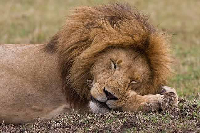 Lauva diennaktī guļ 22 stundas Autors: Fosilija 50 interesanti fakti, kuri tev patiks.