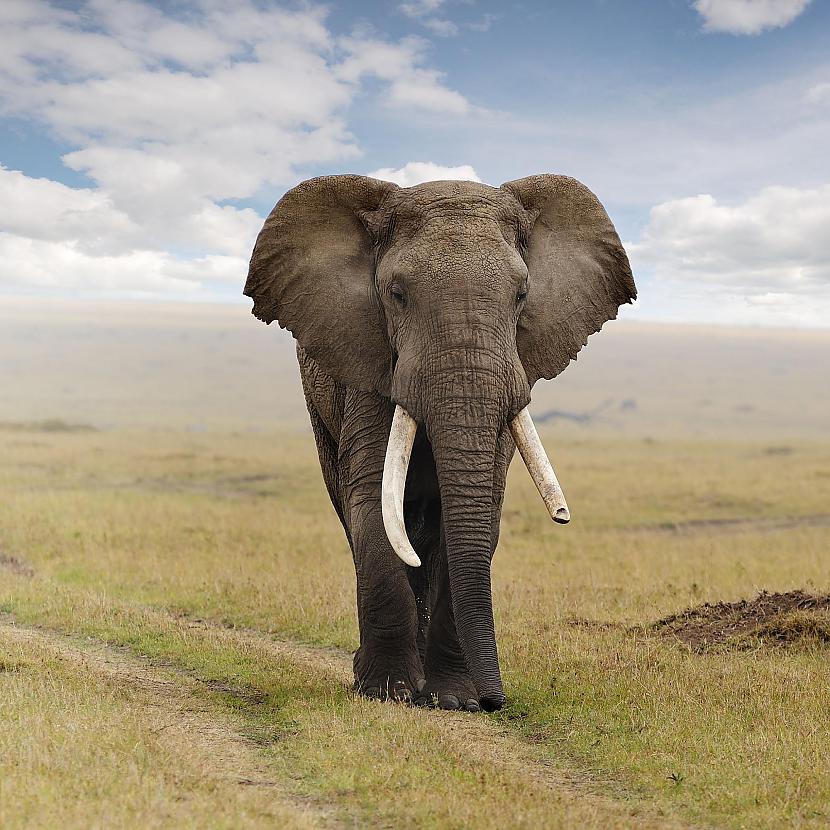 ZILONIS  Āfrikas zilonis ir... Autors: Užas Dzivnieku daudzveidība #3