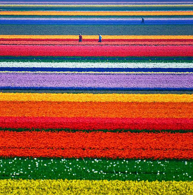 Tulpju lauki holandē Varētu... Autors: Dzives skola Neticami! Šīs vietas tiešām pastāv uz Zemes