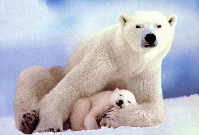 8Polar bear Autors: Elena17 Top 10 Beautiful Animals.
