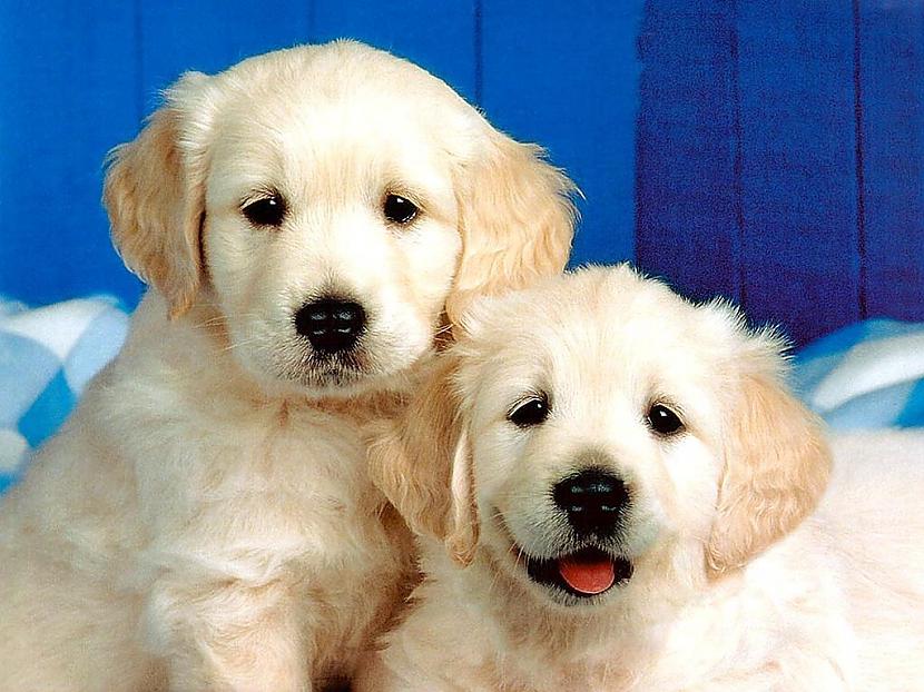 Labradorus Peddiju un Menniju... Autors: LeģendāraisDJ Malaizijā iegādājās suņus, lai cīnītos ar videopirātismu