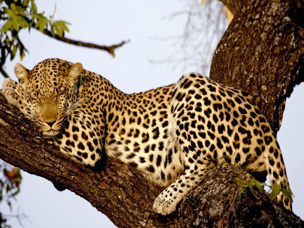 Leopardiem tīģeriem un... Autors: Slinkaste Interesanti fakti par dzīvniekiem