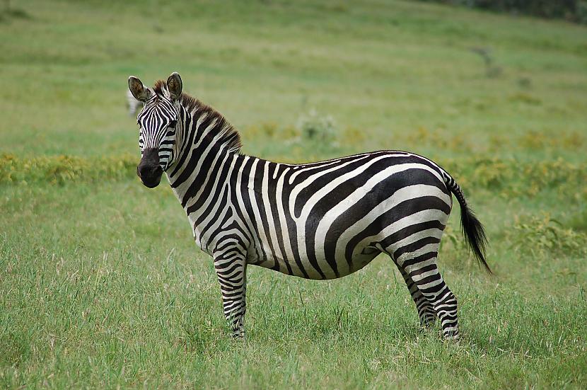 Zebras strīpas darbojas kā... Autors: Artefakts 10 aizraujošas lietas
