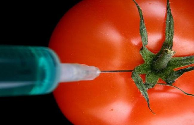 TomātiFlavr Savr tomāti kļuva... Autors: Prāta Darbnīca Neticami gēnu inženierijas sasniegumi 2. daļa