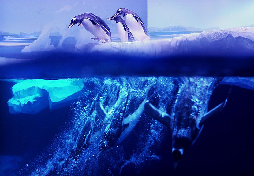 Kolonijas Gentoo pingvīni kas... Autors: BodyBoard Attēli / Teksti - Dabas Pasaule