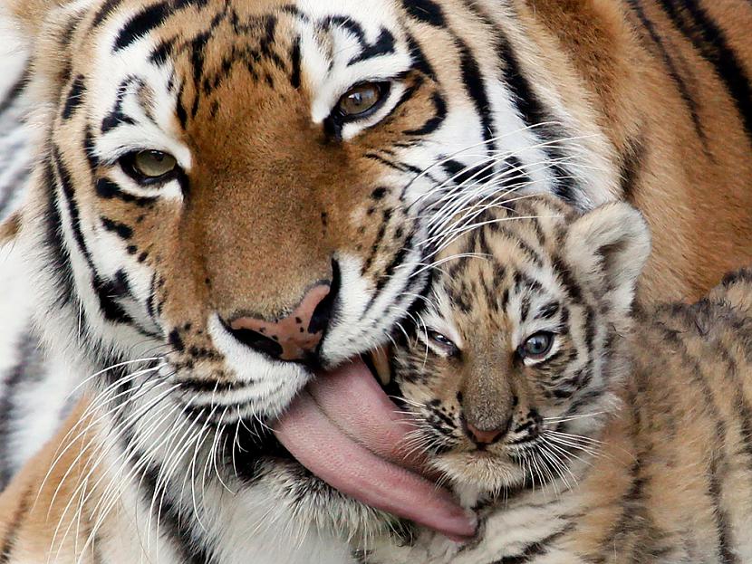 Amūras tīģera sugas mātīte... Autors: BodyBoard Attēli / Teksti - Dabas Pasaule