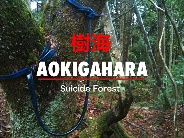 Diemžēl vēljoprojām nav... Autors: pofig Pašnāvību mežs Japānā