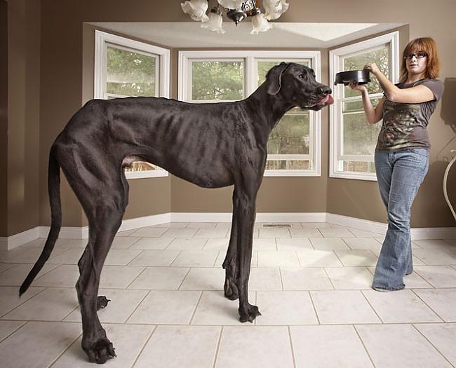Garākais un lielākais suns ir... Autors: Fosilija Dīvaini un smieklīgi ginesa rekordi.