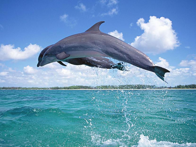 Delfīni spēj atpazīt savus... Autors: VIĻŅUKS Šīs dienas piedāvājumā: 21fakti!!!