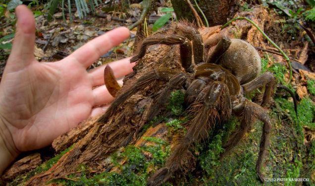Pjotrs Naskreckijs strādā... Autors: pofig Zinātniekus pārsteidz zirneklis kucēna lielumā!