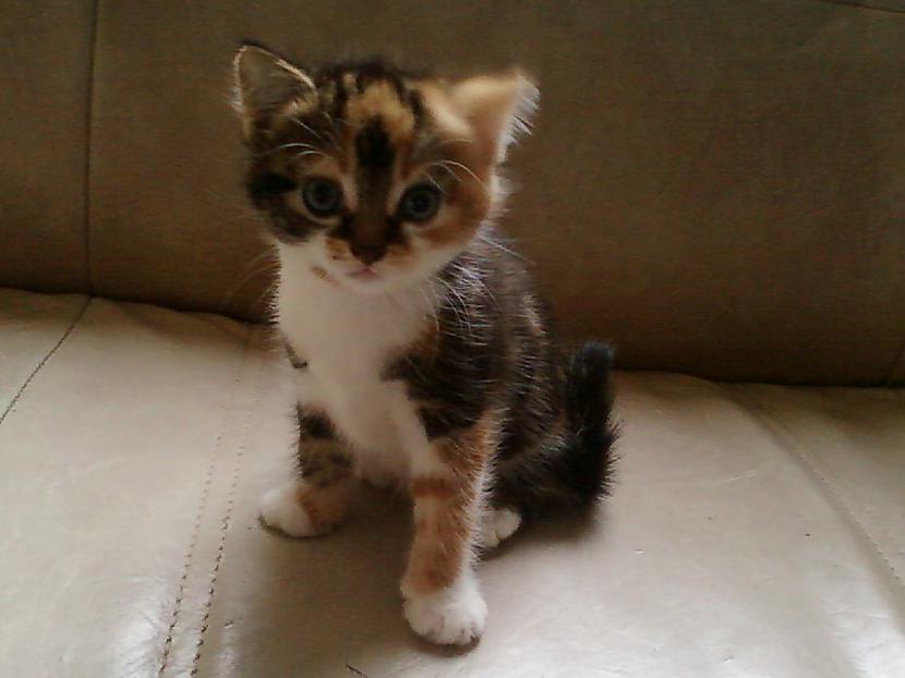 Vakar paņēmu mazu kaķēnu no... Autors: ORGAZMO Fml.