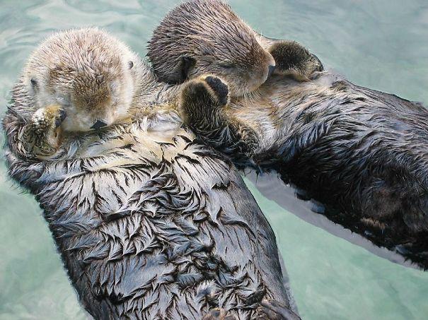 Jūras ūdri guļ sadevuscaronies... Autors: Vormis95 13 Fakti par dzīvniekiem!!!