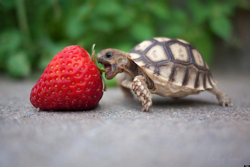 Bruņurupuči var elpot caur... Autors: G6 Neticami Fakti