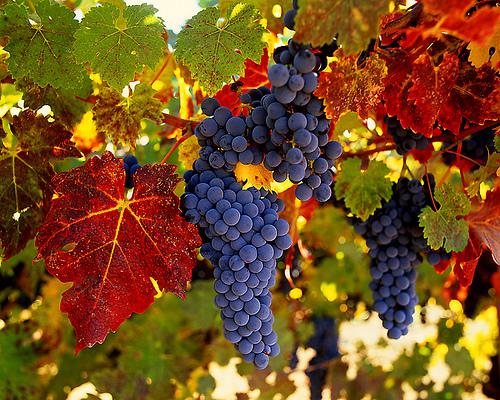 VīnogasPētījumos ir pierādīts... Autors: MotivationLv 8 augļi, kas labi garšo un uzlabos tavu veselību!