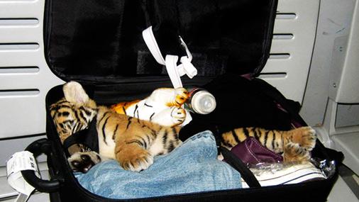 Tīģera mazulis2007gadā kādā... Autors: Fosilija 10 dīvainākie atradumi lidmašīnas pasažieru somā
