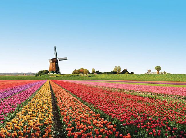 Tulpju lauki Nīderlande Autors: mousetrap Krāsainākas vietas uz mūsu planētas!