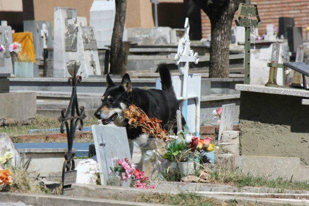 Pēc viņu teiktā suns žēli... Autors: Sulīgais Mandarīns Suns 8 gadus dzīvo pie saimnieka kapa