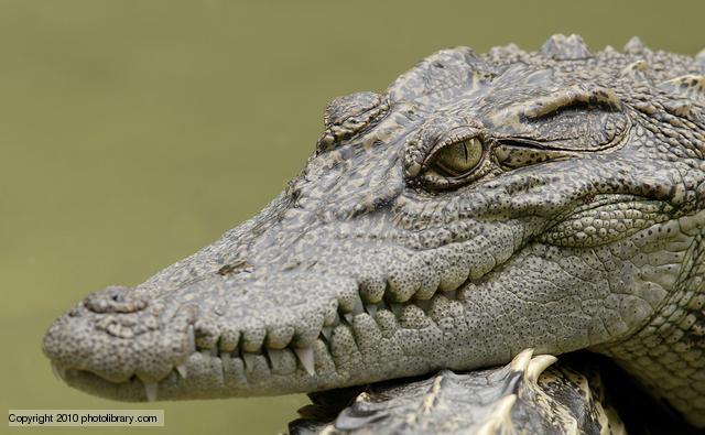 Krokodils nevar izbāst mēli... Autors: Maizīte Faktiņi