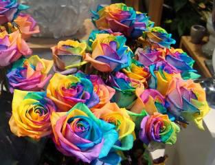  Autors: SirdsDziesma Varavīksnes krāsas rozes
