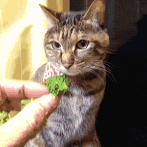  Autors: im mad cuz u bad Kā tevi apzags kaķis