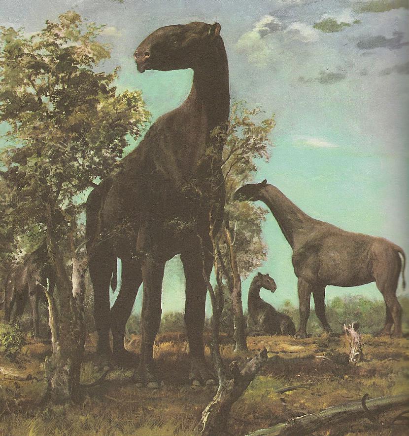 nbsp nbspParaceratherium ir... Autors: Mao Meow Paraceratherium – lielākais sauszemes zīdītājs kāds jebkad staigājis pa zemi.