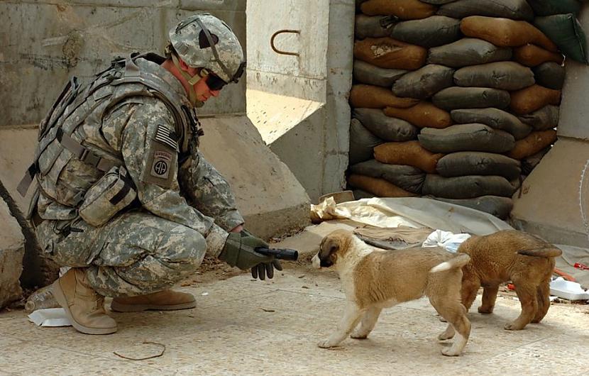 Kareivis mēģina iedraudzēties... Autors: kaķūns 40 aizkustinoši foto par kara tēmu