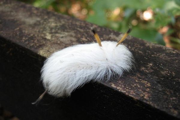 Spotted Apatelodes caterpillar Autors: im mad cuz u bad Dzīvnieku pasaules brīnumi 3
