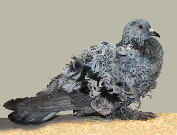 Pigeon with curls Autors: im mad cuz u bad Dzīvnieku pasaules brīnumi 3