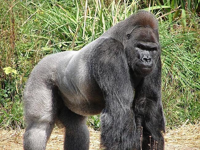 Vārds gorilla cēlies no grieķu... Autors: Fosilija 12 Interesanti fakti.