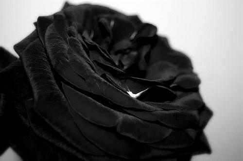 Melnās rozes ir īstas tās... Autors: Fosilija Tev patiks.