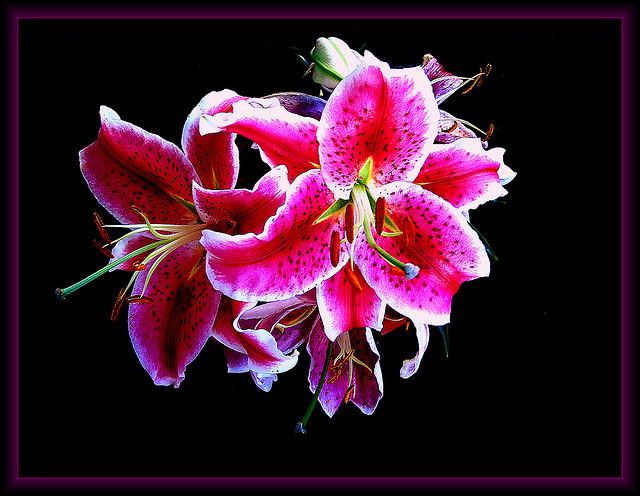  Autors: night060801 Black & Pink