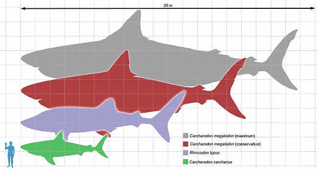 nbsp nbspScaronis milzenis... Autors: Mao Meow Megalodons – Lielākā haizivs kāda peldējusi pa okeāniem.