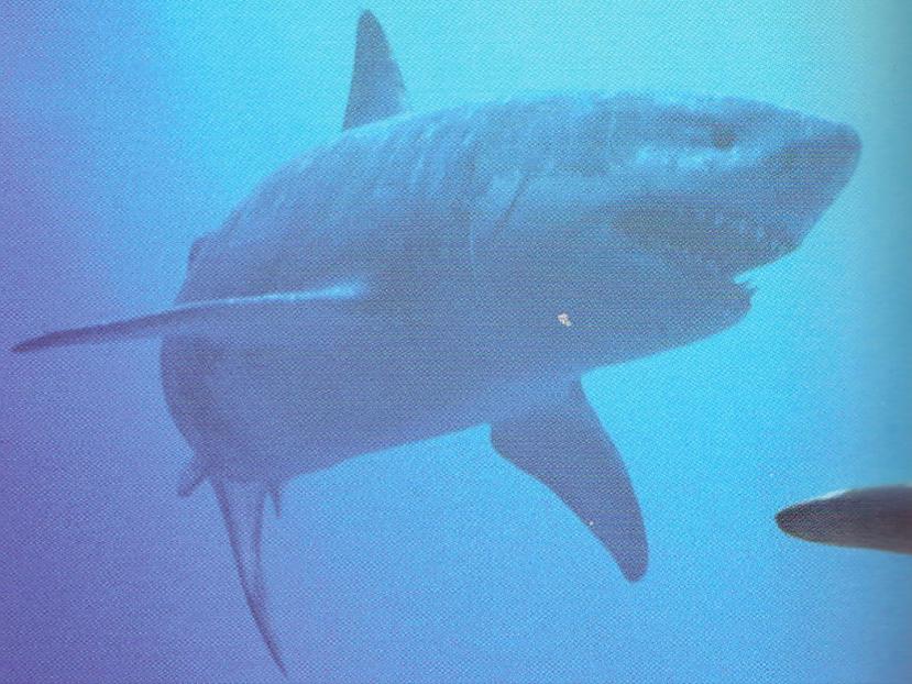 nbsp nbspNav vienotas teorijas... Autors: Mao Meow Megalodons – Lielākā haizivs kāda peldējusi pa okeāniem.