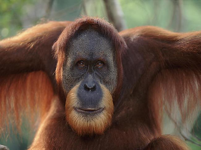 Orangutāni izrāda agresiju ar... Autors: roma005 Dažādi 10 fakti
