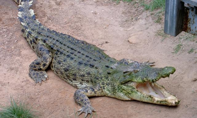 Krokodili lai varētu dziļāk... Autors: roma005 Dažādi 10 fakti